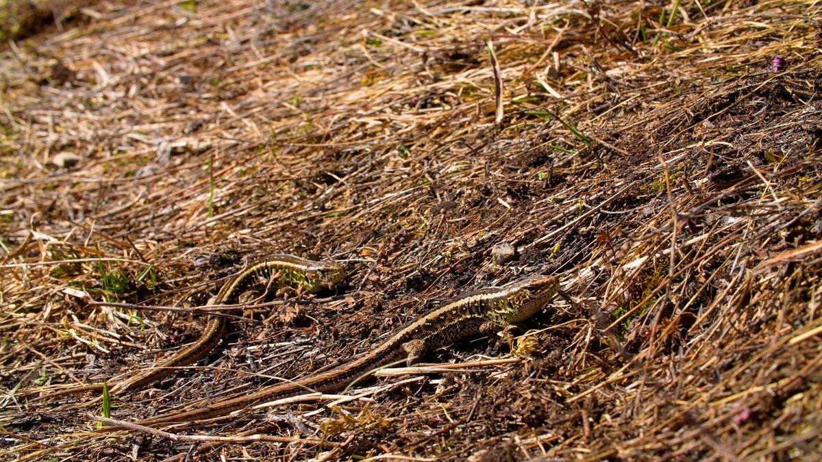 bluefrog_film's tweet photo. After months of frost and fasting, mild sunshine is surely a very special treat.
#sandlizards https://t.co/iPCdS6JLS2