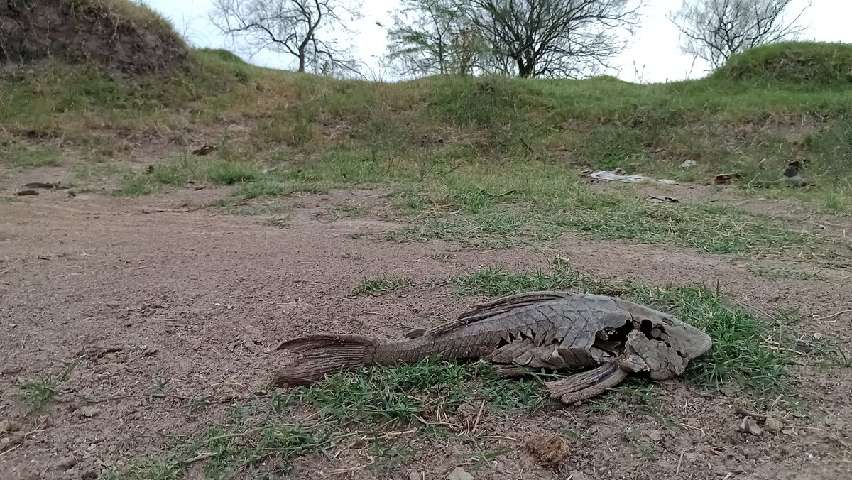 calderarofernan's tweet photo. Mas fotos del rio Areco en Carmen de Areco pensar que en el gobierno de Daniel Sciole nos culpaban de inundar a la  vecina ciudad de San Antonio de Areco. Fotos gentileza de @adrianoscar77  #SequiaLibertadora https://t.co/guiZCWaaAQ
