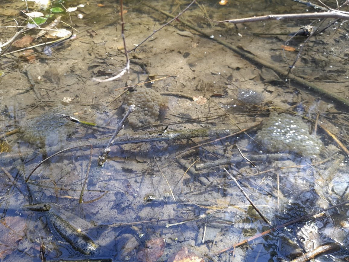 xarxadeparcs's tweet photo. La troballa, feta pels guardes forestals de l'#ENGuilleries, amplia i complementa el seguiment intensiu de les poblacions d’amfibis de diversos espais de la #XarxadeParcs que desenvolupen els especialistes del @CRARC_Masquefa i la @soccatherp
#ConservacióBiodiversitat #ODSDiba https://t.co/5gWWiaRwzX
