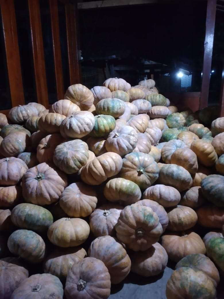 Waluh bin Labu Kuning sudah sampai di rumah