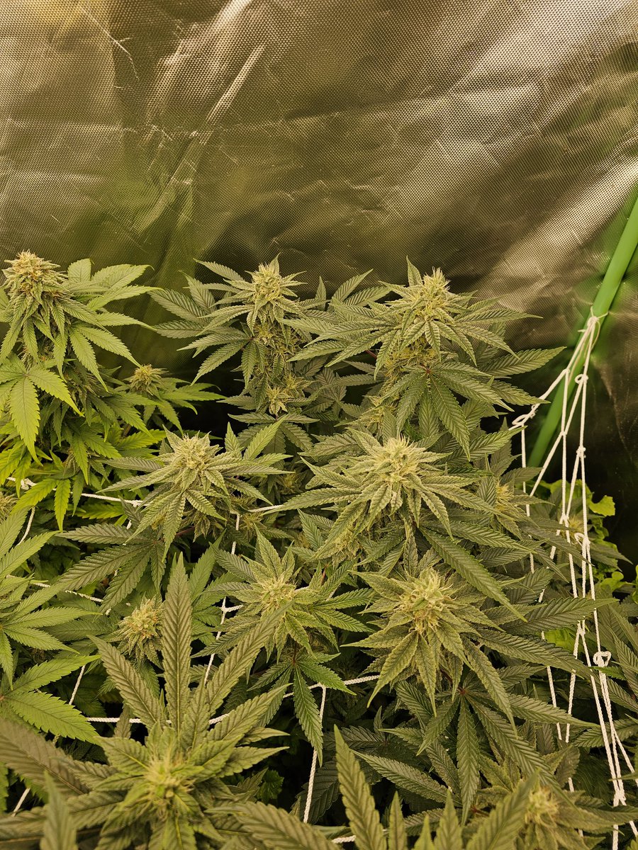 schlorke_markus's tweet photo. @CannabisTU Starting from rear left; king tutt by canuk seeds, citral glue by ethos, and master kush x 80's acrid skunk by scallywag seed Co. https://t.co/pHeM3nlPZk