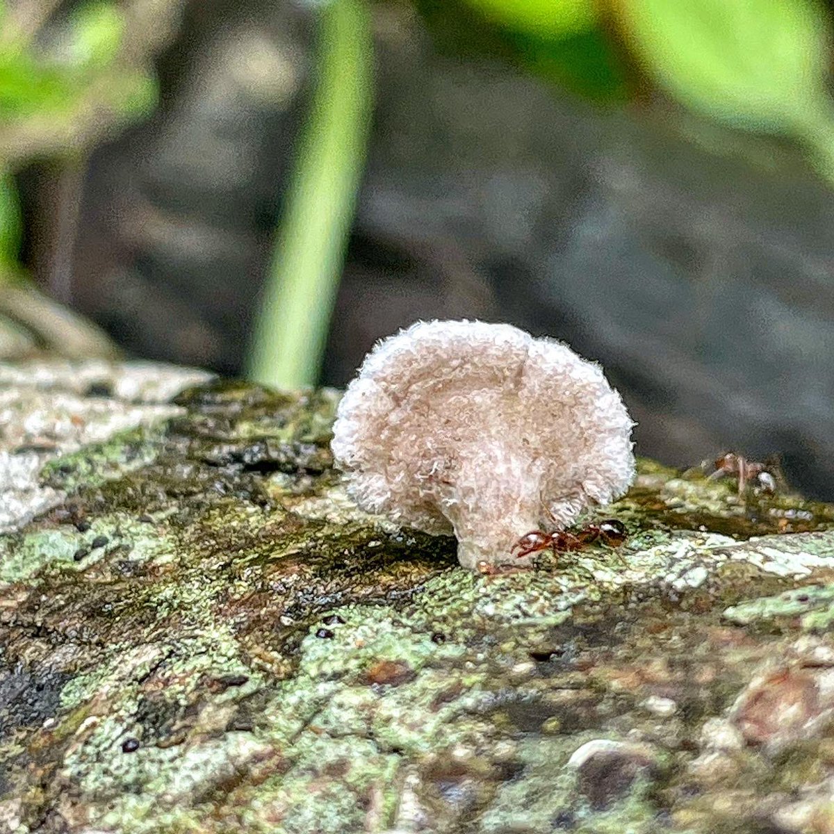 wardwyatt_'s tweet photo. 🆔 Schizophyllum commune 🔍
“Seen from above, this is just another small white bracket-like fungus, but beneath the cap are radial gill-like folds, each of which is centrally split - hence the name, #SplitGill. 1/ #mycology
🍄 #MushroomOfTheDay 🗓️ https://t.co/xWGhEnu9gF