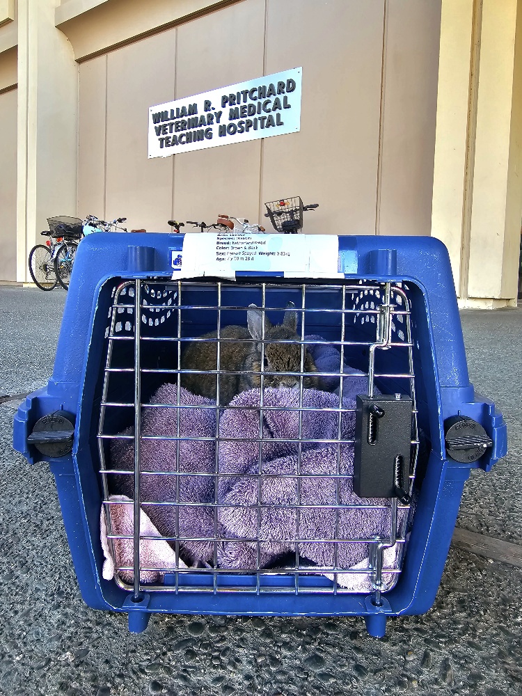 SmallPetSelect's tweet image. Leaving a beloved pet in anyone else's care is always stressful. But, when you find the best care available, you can rest assured that everything will be ok.

smallpetselect.com/through-abigai… 

#smallpetselect #throughabigailseyes #abigailtherabbitnovelist #vetcare