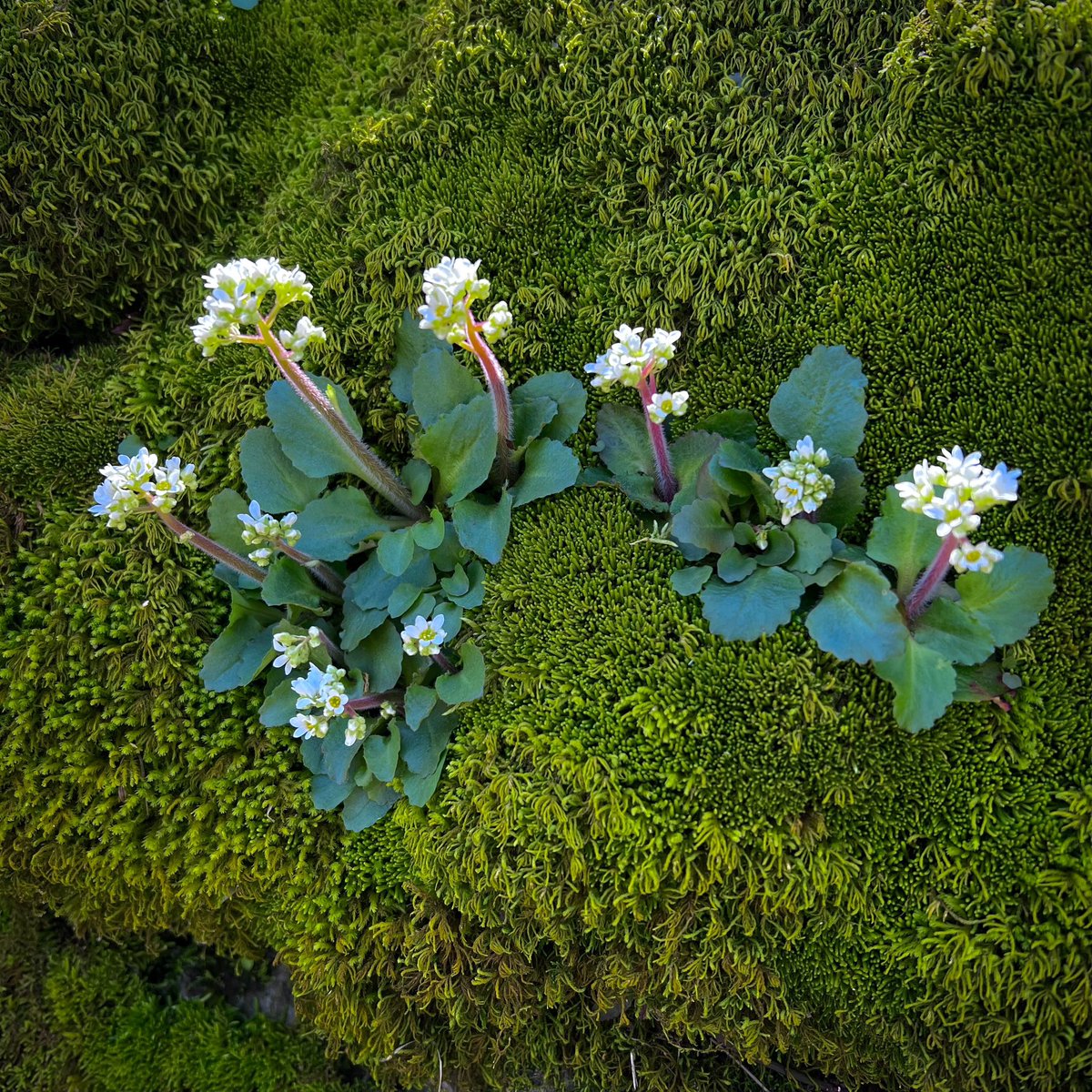 A beautiful grouping of Virginia Saxifrage (Saxifraga virginiensis) growing on a moss-covered stone wall. #moss #light #virginiasaxifrage #wildflowers #nature #bryophyte