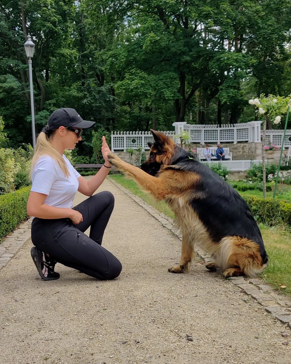 How cute🥰🥰
 #DogsofTwittter #germanshepherd
#dogs #gsd #gsdworld