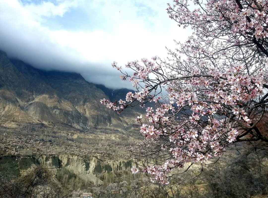 Advpakistan1's tweet photo. Beauty of stunning spring ๐ผ ๐ธ
#spring #springtime #springblooms #SpringSeason2023 #nature #naturephotography https://t.co/eWHjP0b1dT