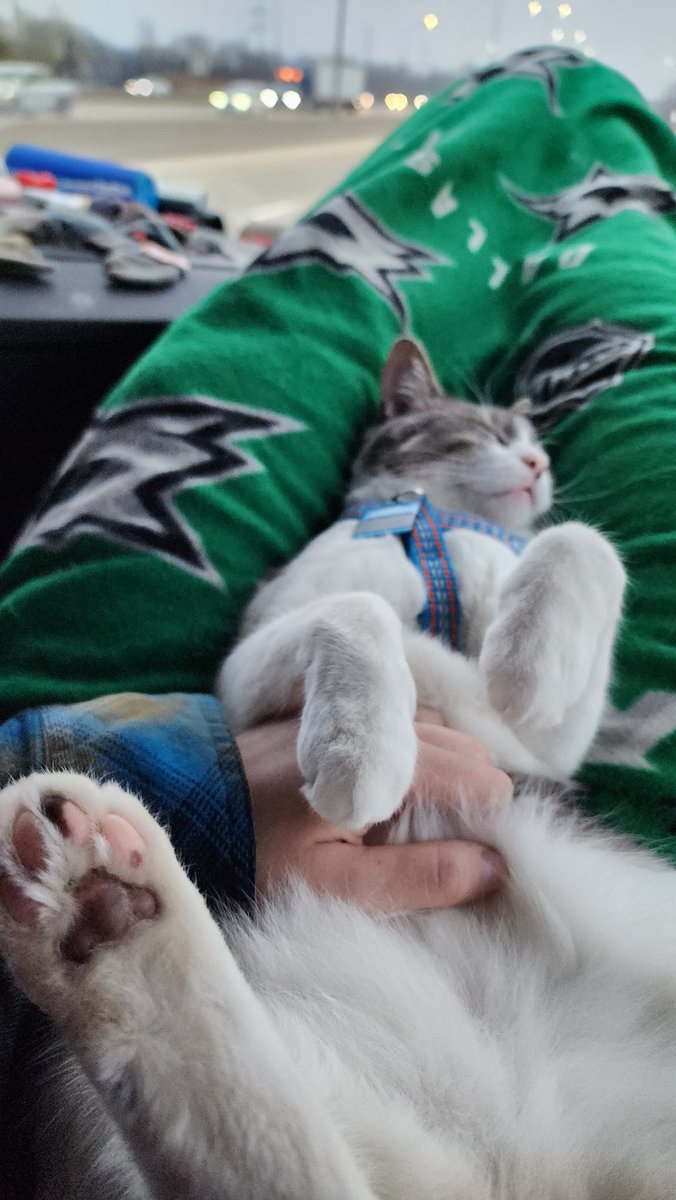 Luv wen my hoomom holdz me an callz me
A Good Bean™️
#CatsOfTwitter #CatsAreFamily #AdoptDontShop #CatsLover #cats