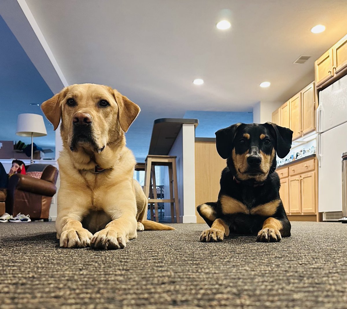 KatharineStrunk's tweet photo. These two knuckleheads weren’t thrilled when the suitcase came out again, but I’m glad they are holding down the fort at home and I’m SO excited for #AEFP2023! #PetsOfAEFP https://t.co/x7XyCitoEb