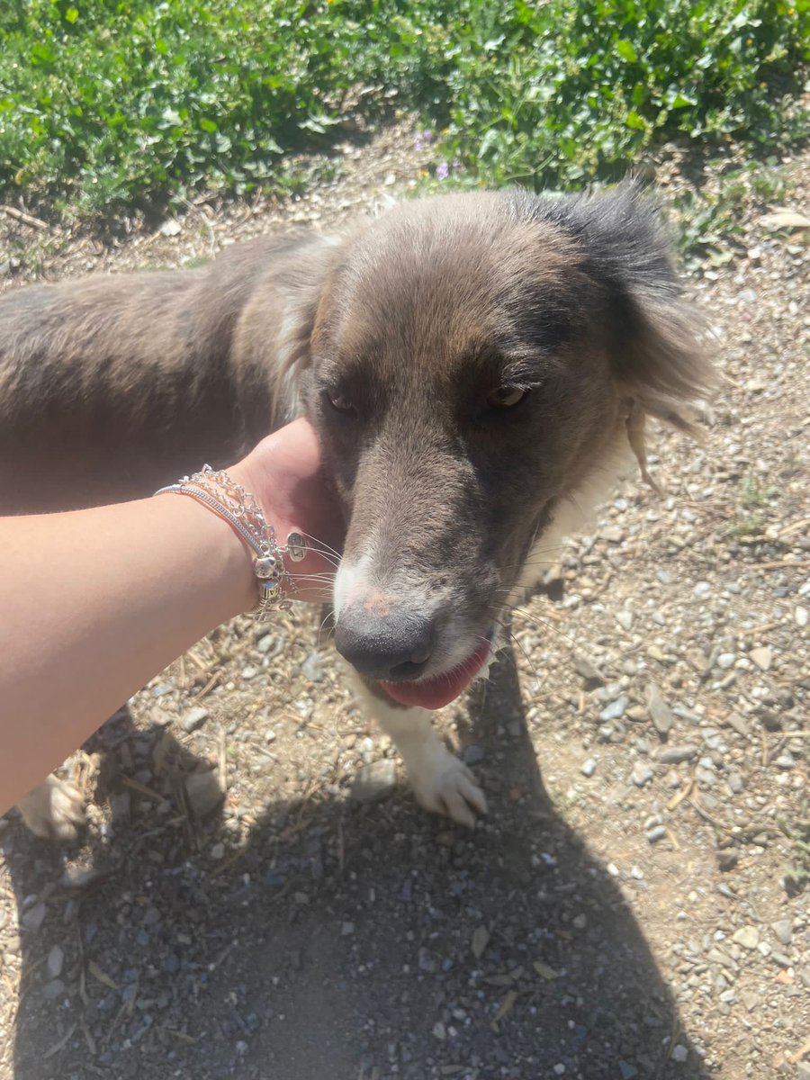 perrosdemalaga's tweet photo. KENIA🥹

Preciosa, ¿verdad? pues también es un amor!!

Kenia es una perrita adulta de aprox 4/5 añitos, le queda toda una vida por delante!!

Es una preciosa mix de border collie, pasea genial con la correa y es sociable con otros perritos. 

Adopciones: perrosdemalaga@gmail.com https://t.co/LQczLLyq6V