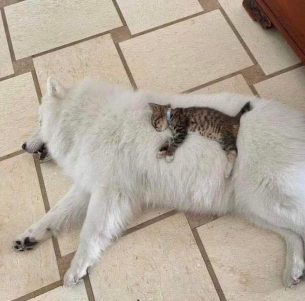 Why you should have a cat (@shouldhavecat) on Twitter photo 
