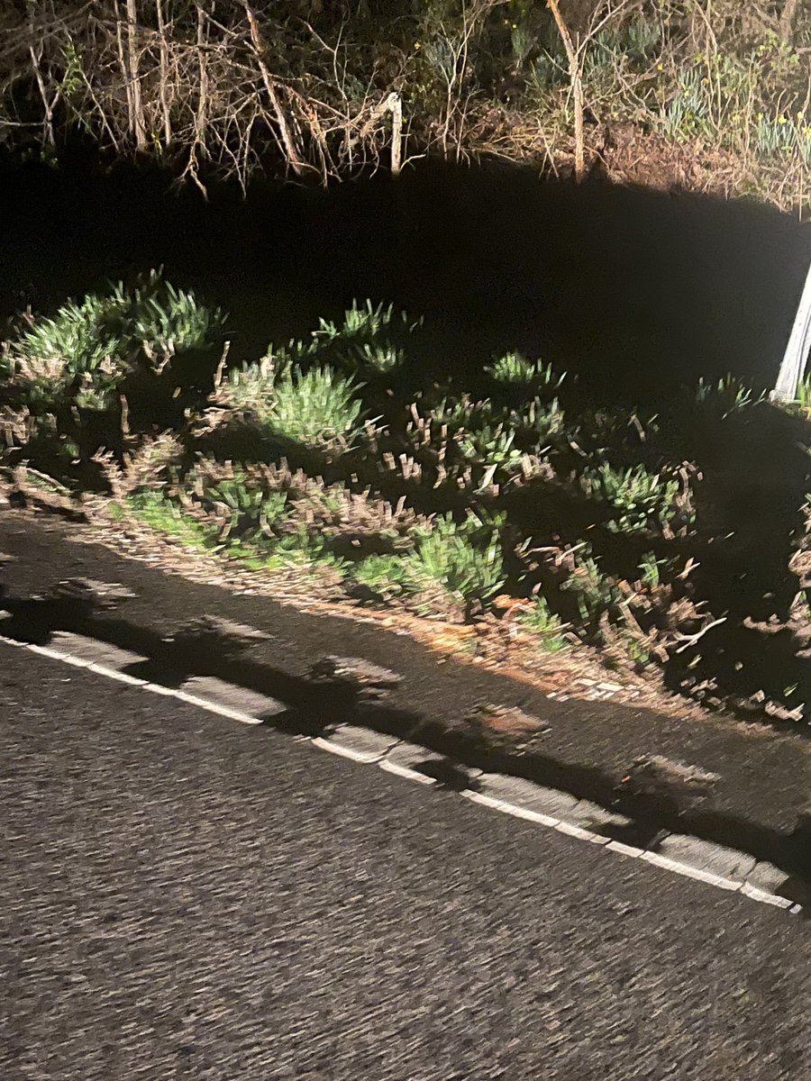 1NOnlyPhenix's tweet photo. Deer 1 Luna 0 she’s totals only a couple pics 😩😩😩😩 https://t.co/498W99wg6r