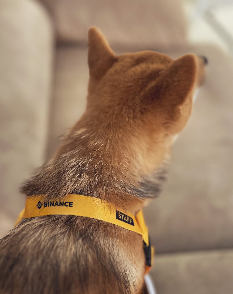 JesuslVivas's tweet photo. Hey @binance are you taking interns🐕?😜 @cz_binance @heyibinance @BinanceES #BNB #Binance #BinanceBuild @TheBinanceNFT https://t.co/O360EG9WFG