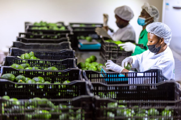 FreshRwanda's tweet photo. Garden Fresh Rwanda enhancing export of #AVOCADO to the worldwide market.@FreshRwanda
with favorable climate and soil conditions, Garden Fresh has the potential to produce and export high-quality avocados that meet international standards. Today we exporting #Hass &amp; #Fuerte https://t.co/mFgbhRNw2j