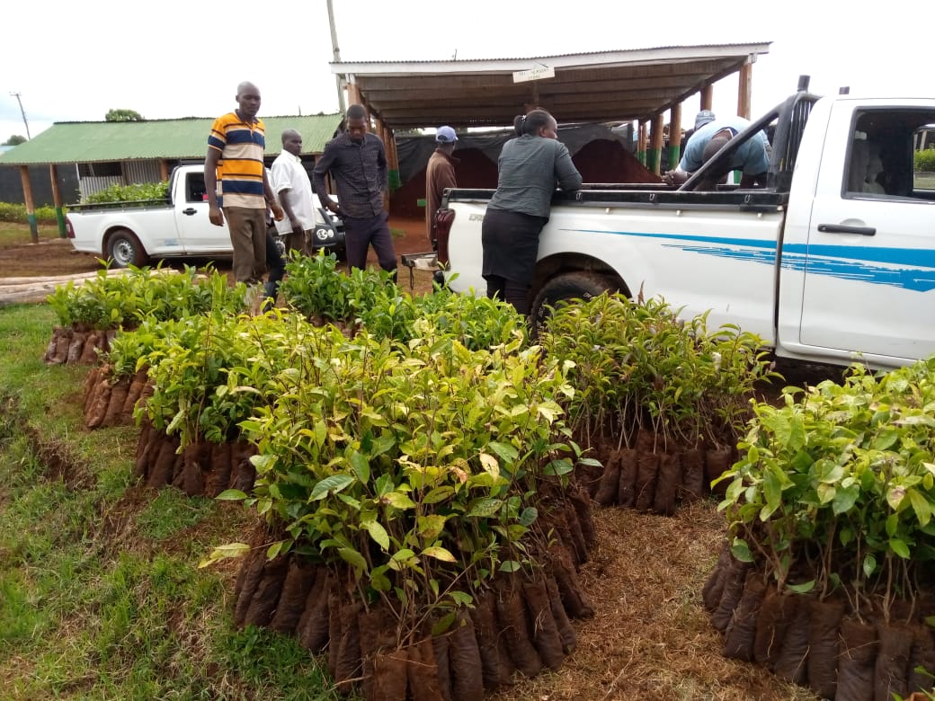 kalromkulima's tweet photo. What is Happening again at Kericho opening Week Exhibition? Farmers buying tea plants from KALRO TRI Nursery for planting. Day 21st-22nd March 2023. Entry is Free!
#OpenWeekExhibition
#KALRO@10
@kilimoKE https://t.co/5Rx0PIRZAL