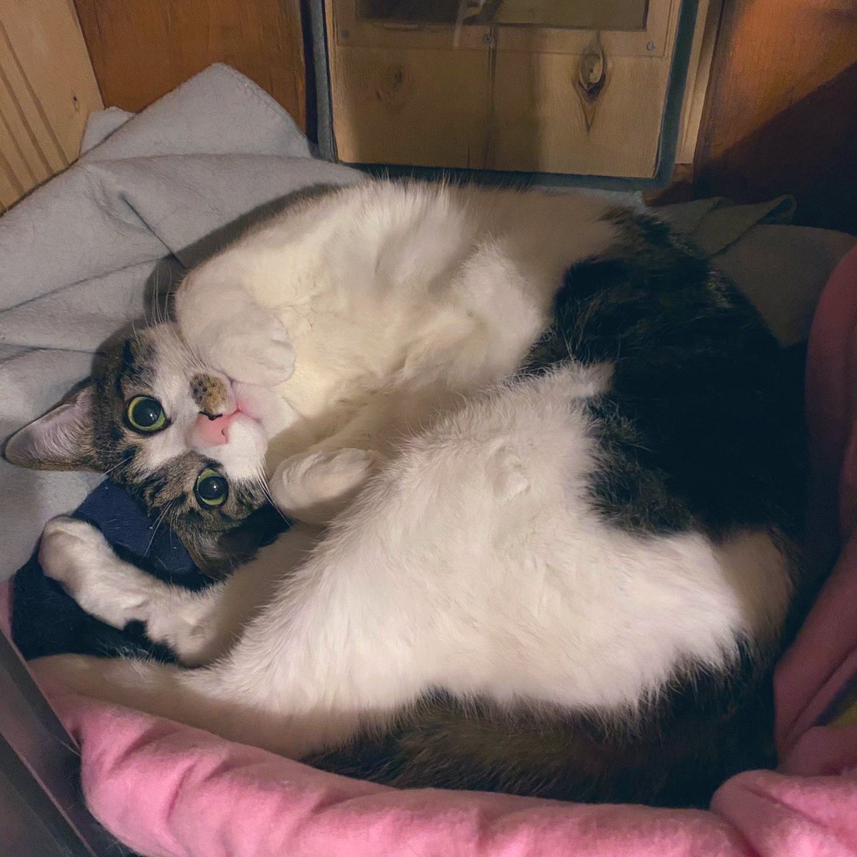 モフ氏マジで癒し。招き猫状態のこの手が最高に
かわいい！ https://t.co/1AYo2vHCMy