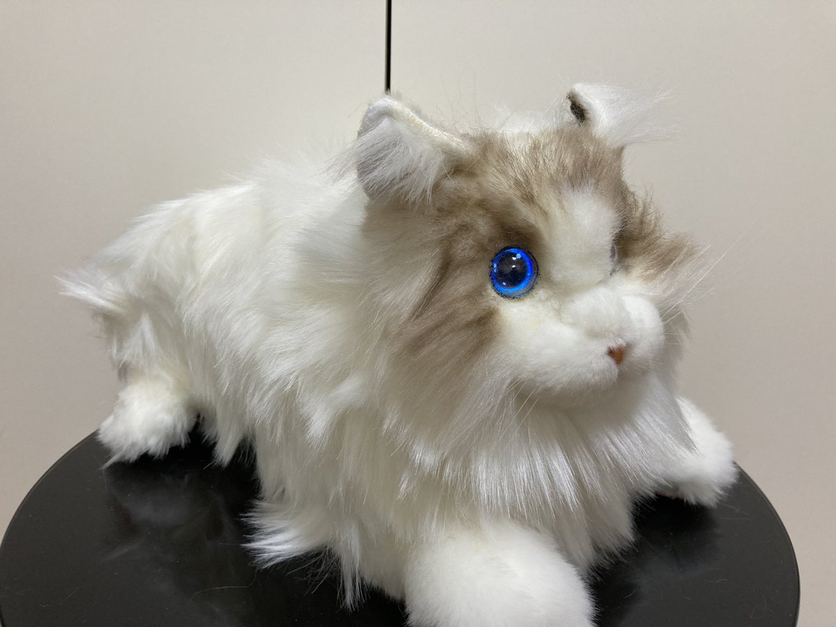 CH1H160's tweet image. かわいい！
#metacat