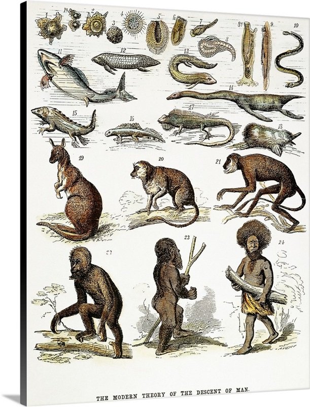 JeuneReac's tweet photo. Fin XIXème dites vous que le summum du chic scientiste, c'était ça... #science #scientisme #theoriedelevolution https://t.co/Fg5BWyxVUv