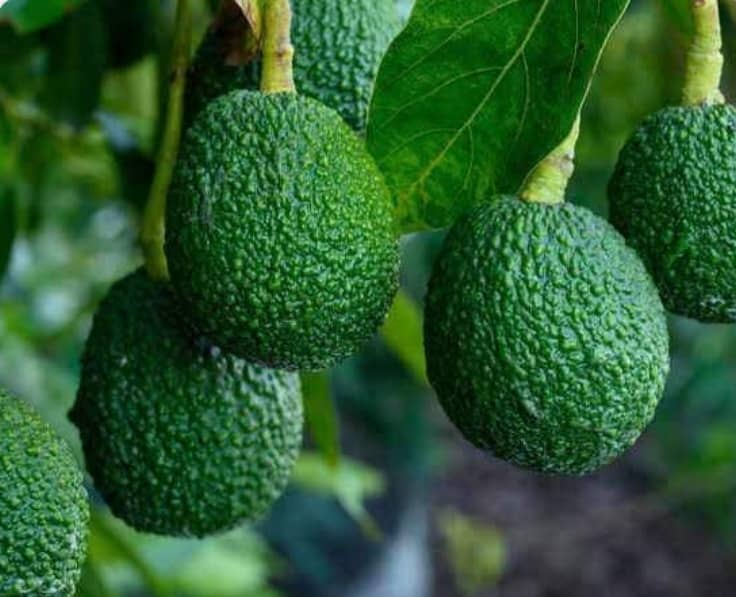 FreshRwanda's tweet photo. Garden Fresh Rwanda enhancing export of #AVOCADO to the worldwide market.@FreshRwanda
with favorable climate and soil conditions, Garden Fresh has the potential to produce and export high-quality avocados that meet international standards. Today we exporting #Hass &amp; #Fuerte https://t.co/mFgbhRNw2j