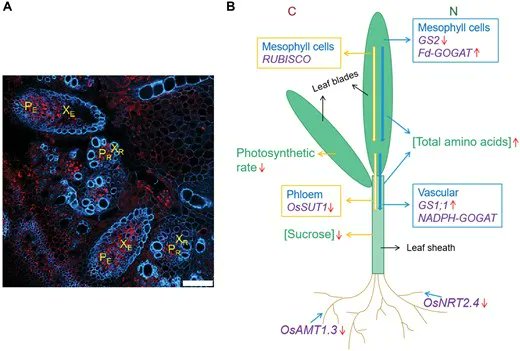 JXBot's tweet photo. Rice circadian clock regulator Nhd1 controls the expression of the sucrose transporter gene OsSUT1&amp; impacts carbon–nitrogen balance https://t.co/rBuCOIyCxx 
Kangning Li, Shuo Tang, Shunan Zhang, Yanghao Tian, Hongye Qu, Mian Gu &amp; Guohua Xu 

#headingdate #sucrosetransporter #r… https://t.co/UL4Ehl08fM