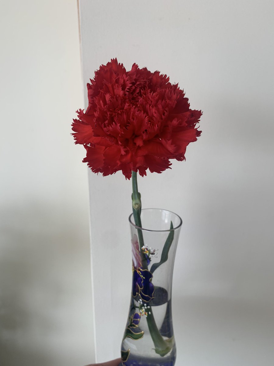 csilvi72's tweet photo. The solo flower that I got from a Portuguese in Lisbon. Itβs still alive.
#Wednesday #lifestyle #Israel #Portuguesa #RoadTrip #flower #Entrepreneur #SmallBusinessesOwner https://t.co/1ZBeClP8Nn
