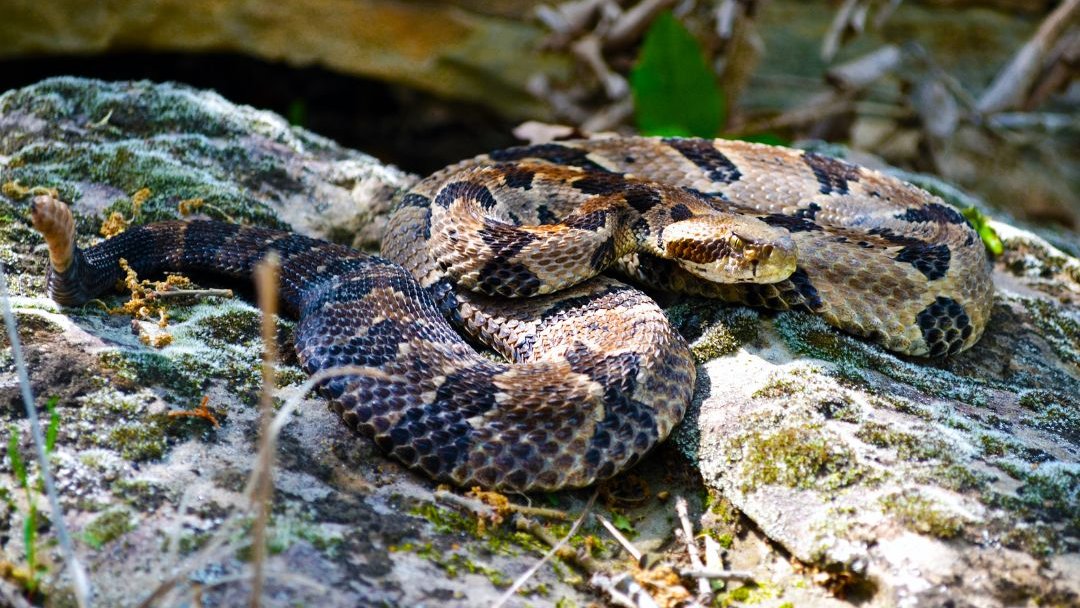 Call me Kesha 'cause I'm yellin' TIMBERRRR. The timber rattlesnake often is called "velvet tail." Large adult timber rattlesnakes can reach more than five feet in total length, but individuals exceeding four feet are uncommon.