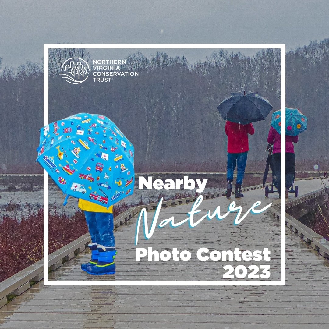 Spring is here, and so is NVCT's Nearby Nature Photo Contest 2023! From April 1 to Earth Day, April 22, we welcome submissions for a chance to win some fabulous NVCT-branded prizes!

To enter, click the link below.
bit.ly/3netmPx