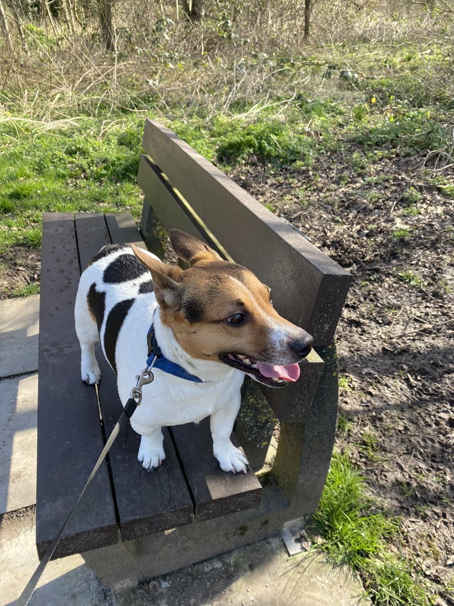 Dash-Hounds Chester tweet media