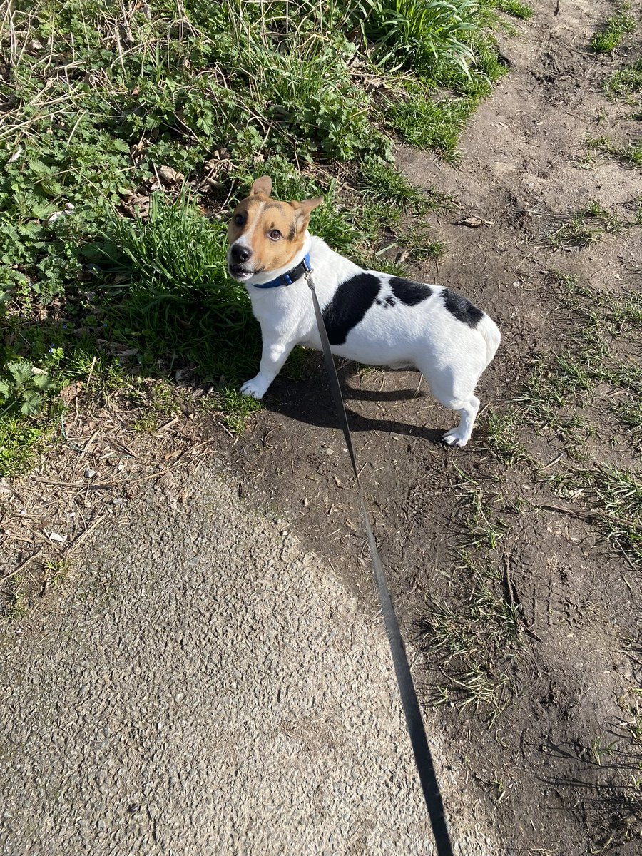 Dash-Hounds Chester tweet media