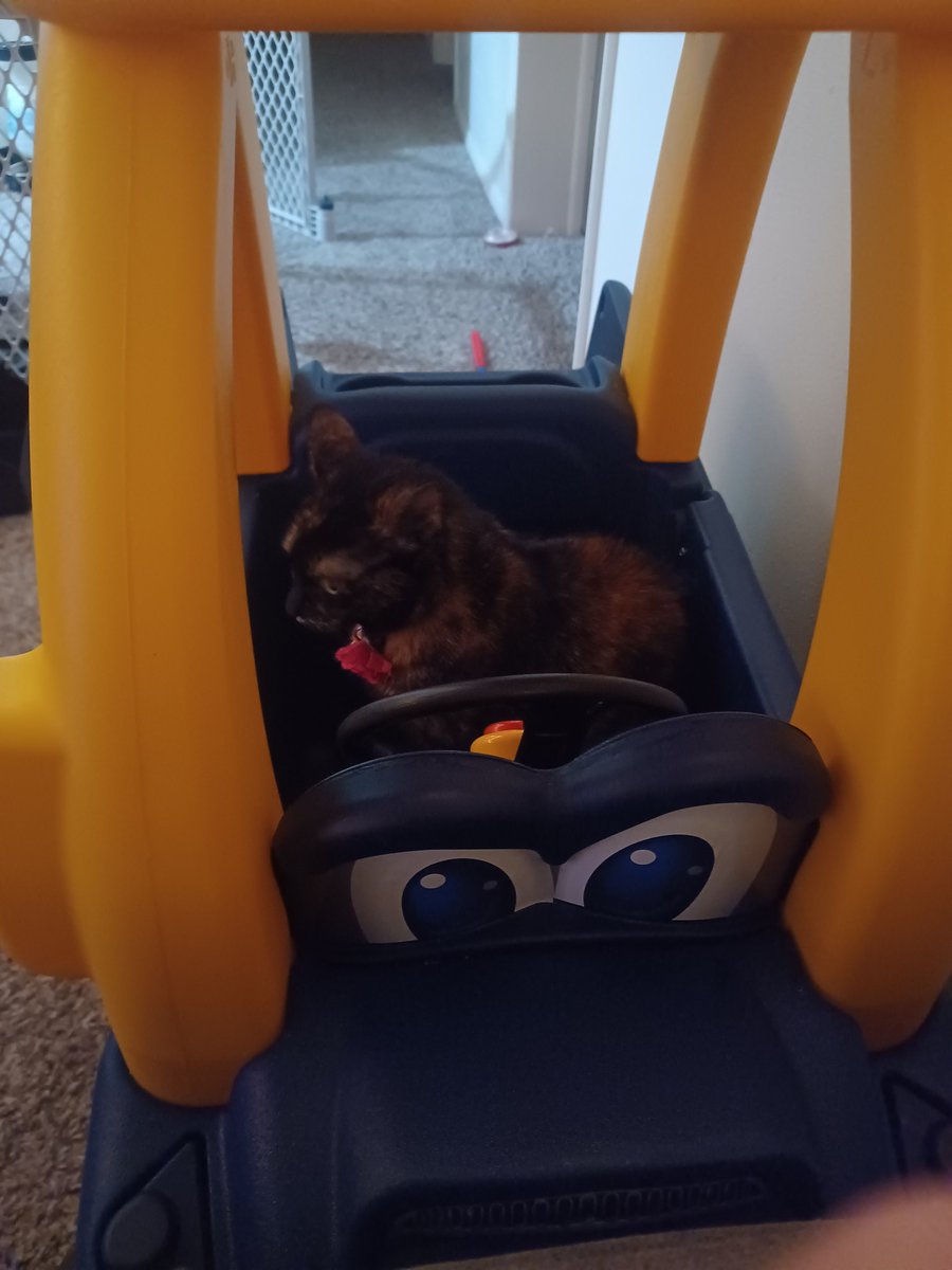 That_Alie_Cat's tweet photo. Such a rough life Kairi has.  #CatsOfTwitter #CatsOnTwitter https://t.co/VXRIwqog7R