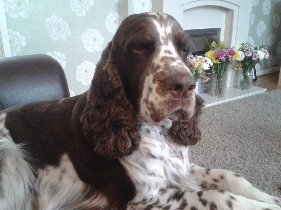 Today we had our beautiful boy Murphy put to sleep. Our hearts are breaking 💔 #englishspringerspaniel