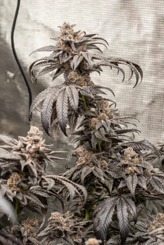 gps_seedbank's tweet photo. GMO Punch (GMO x Purple Punch) grown by Gti86 and bred by Greenpoint Seeds. 

#gmopunch #gmo #purplepunch #chemcookies #chemd #gsc #larryog #granddaddypurple #cannabisculture #cannabiscommunity #growyourown #feminizedseeds #cannabisseeds #greenpointseeds https://t.co/kJ5mT49Fk9