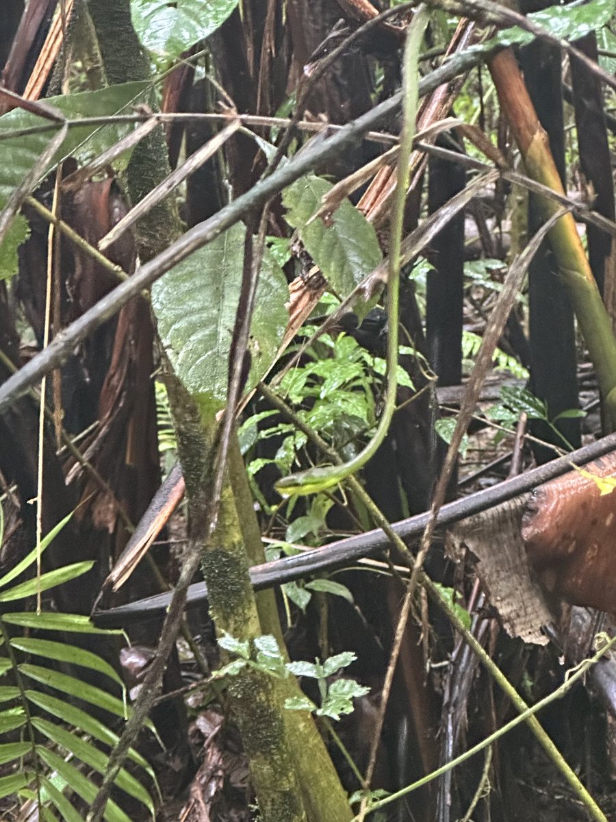 George Secor tweet media