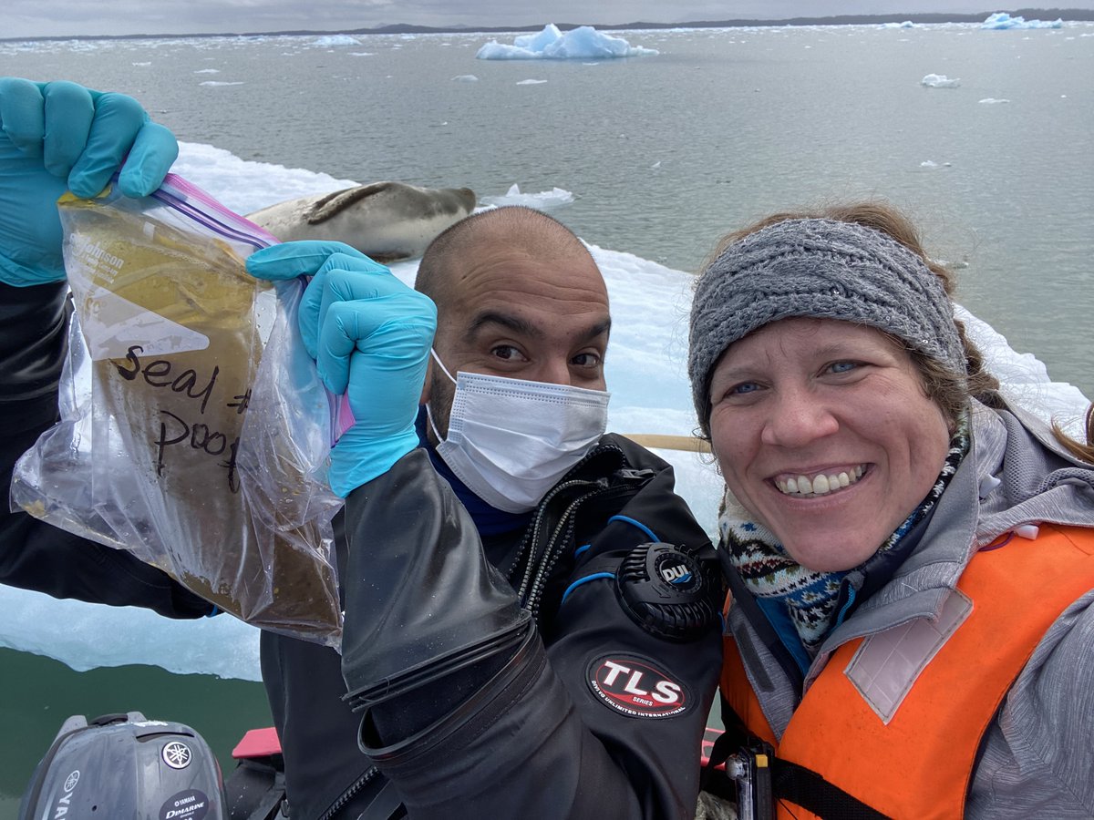 NSF's tweet photo. What do we mean by samples?
Samples refers to any tissue that comes from a leopard seal – from hair and whiskers to poop and pee! Around here, poop is like liquid gold and results in some extreme happy dancing! 💩 #GlobaLeps
📷: @Sarah_S_Kienle
#takeoverNSF https://t.co/Iy1ZtvmInh