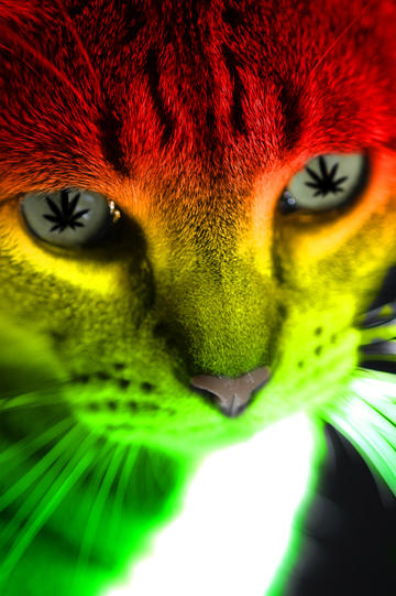 ehschooba's tweet photo. Meow https://t.co/k9jJ2rlw4H