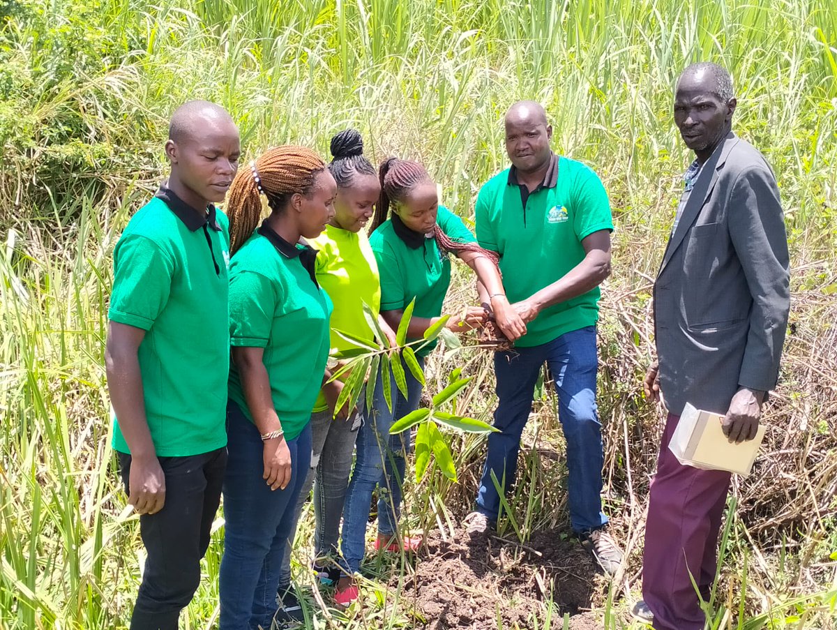 TRANSFO GREEN WORLD tweet media