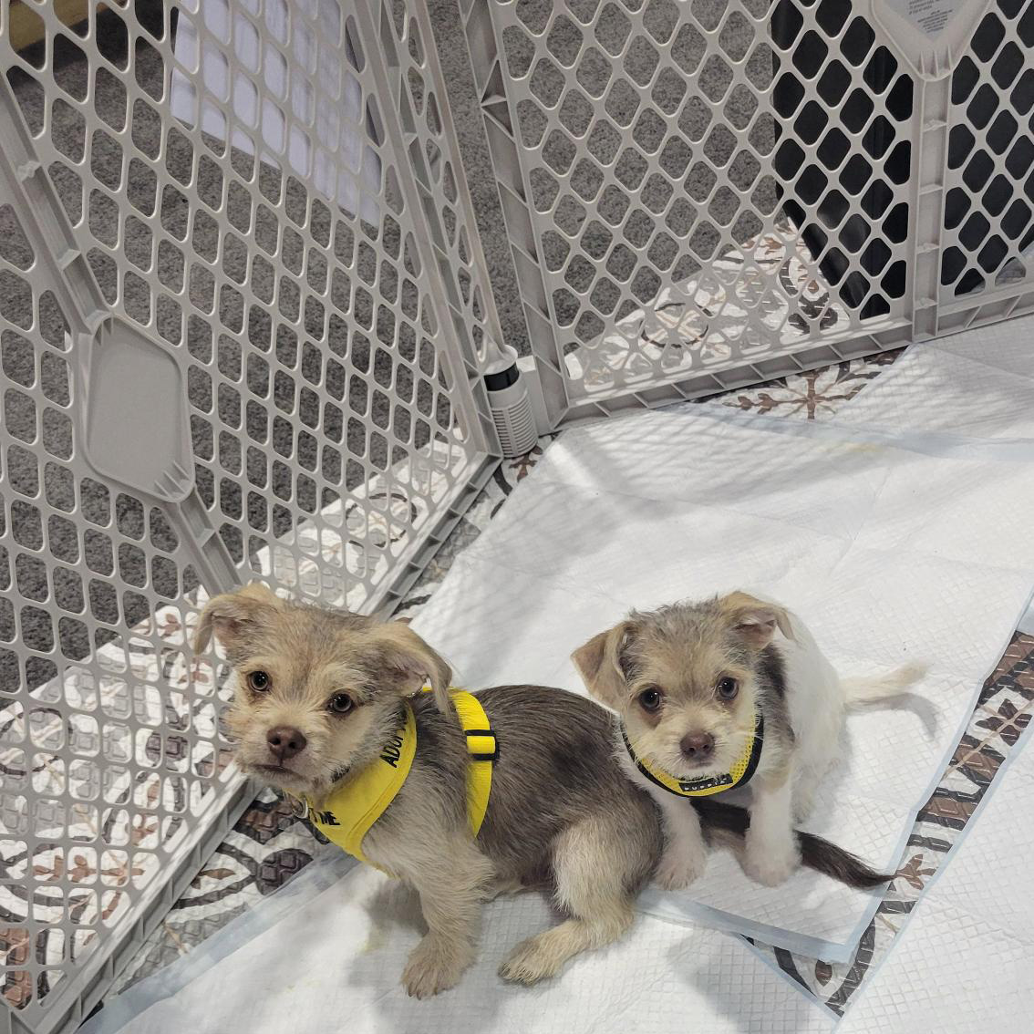 NorthStatesInd's tweet photo. Check out our booth at #GlobalPetExpo this week in Orlando! Stop by booth #3019 to meet our team, see our latest pet safety and bird products, and adopt a pup from @flldr! @GlobalPetExpo https://t.co/6pihOgLYBr