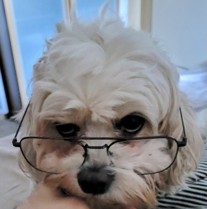 Stanley Beerhound tweet media