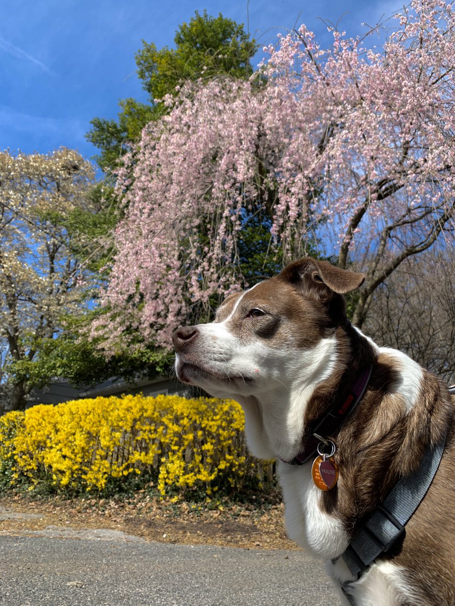 erick_ferris's tweet photo. We got colors, yes we do! We got colors, how ‘bout you!? #Spring #PollenPaws #Baltimore 🐾🌺🌸☀️ https://t.co/WCRZeJh3Zu
