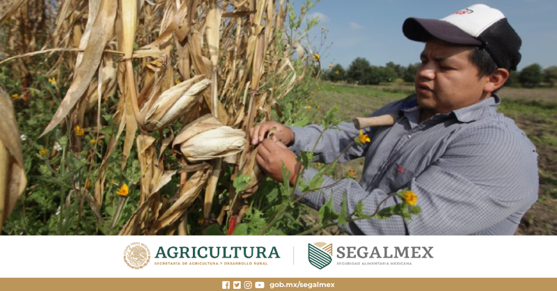 Segalmex_Mex's tweet photo. Con la operación del programa #PreciosDeGarantía👩‍🌾🧑‍🌾 promovemos el desarrollo inclusivo y equitativo del #CampoMexicano. 
👉Conoce cómo trabaja SEGALMEX 🔗https://t.co/TsJ71iXxOH https://t.co/px1CwfLPlD