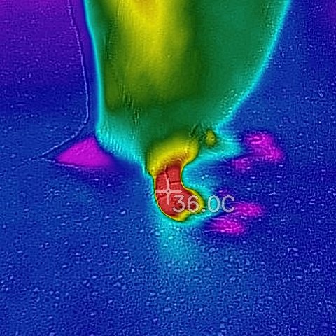ThermaFY Eco Solutions (@thermafy) on Twitter photo Did you know? A group of penguins in the water is called a raft.
<a href="/ThermaFY/">ThermaFY Eco Solutions</a> recently spent time using our smart thermal software to identify whether something was wrong with this little guy's foot! Turns out he was later diagnosed with tendonitis. Can you spot it?! Did you know? A group of penguins in the water is called a raft.
<a href="/ThermaFY/">ThermaFY Eco Solutions</a> recently spent time using our smart thermal software to identify whether something was wrong with this little guy's foot! Turns out he was later diagnosed with tendonitis. Can you spot it?!