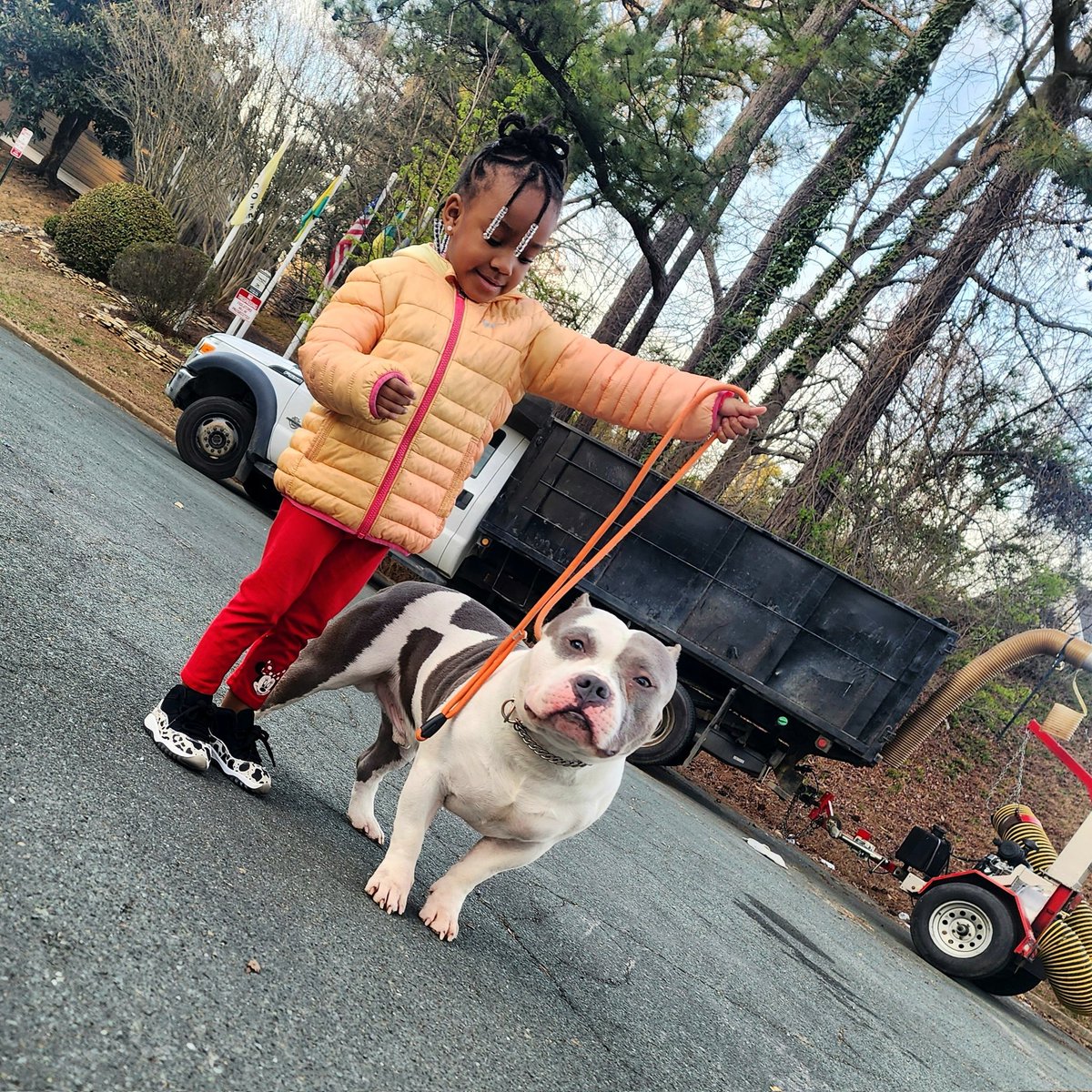 Cook2_TheGods's tweet photo. She glued to my hip at times, but when she said daddy, can I try.... Sure, why not? It's only teaching  her patience at a young age 😏

#americanbully #bullybreeder #ambully #petlover #petenthusiast #doglover #dogsofinstagram #dog #petoftheday #petofinstagram #nft #crypto https://t.co/uao68xYdhA