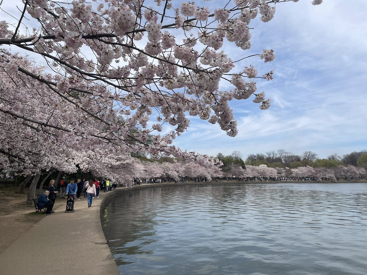 Dozens of people walk along a curving path by the Tidal Basin under the flower covered branches of cherry trees.