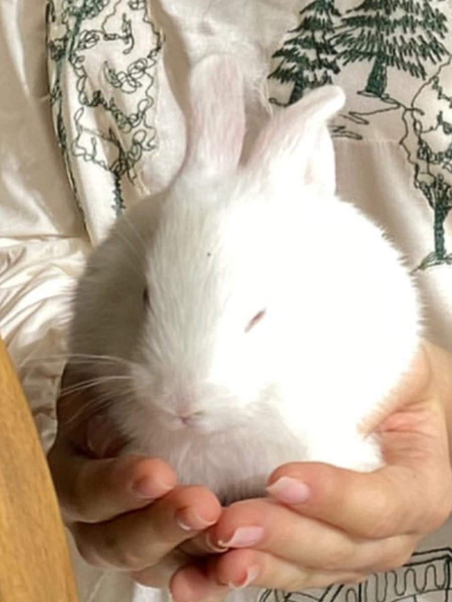 AstraMeredith's tweet photo. Can you run past the rabbit? https://t.co/DH1tlxPoX9