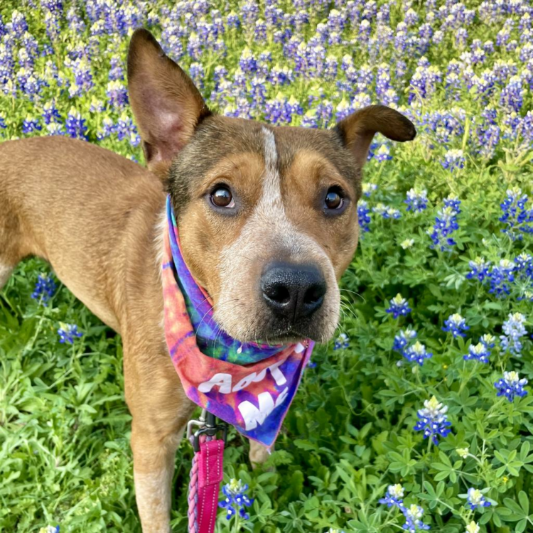 austinpetsalive's tweet photo. Miso arrived from the Laredo just a few short weeks ago and learning all about 'dogging' in a foster home!
https://t.co/Ul2lK0KX8x https://t.co/tMDlWOeJSl
