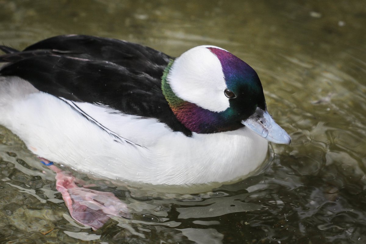 TracyAviary's tweet photo. Bufflehead, like this male, are very small, compact ducks. Though they are small, the males are strikingly colored. They can be found in Utah in the winter. Have you seen one while birding?
#WaterfowlWednesday #TracyAviary https://t.co/bbzw4enXso
