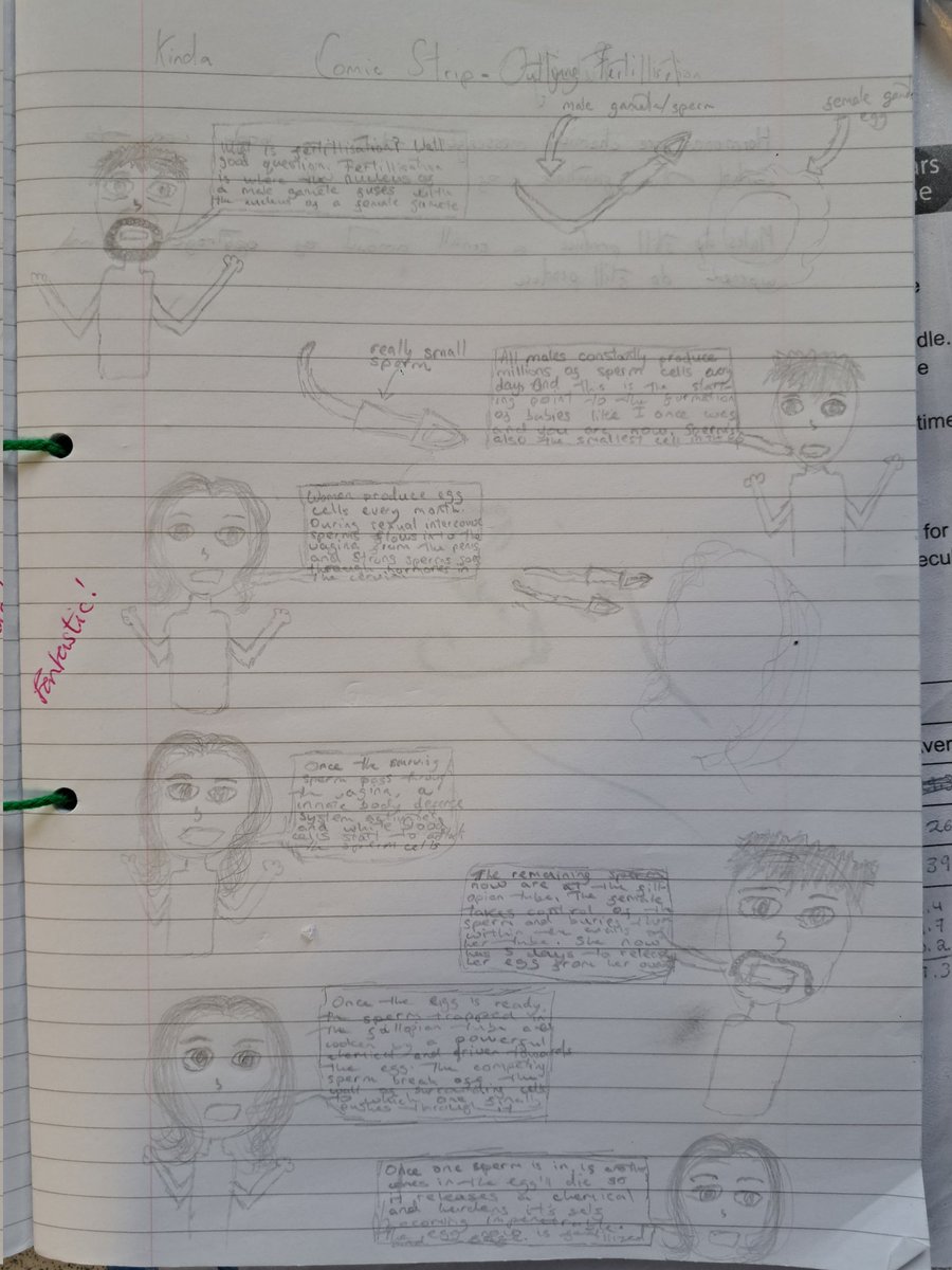 Some great homework from 8A. Who knew that trying to write comic strips about fertilisation could end up so comic! 🚼 <a href="/DrCourtDGS/">Dr Court</a> <a href="/MrMcElhillDGS/">Mr. McElhill</a>