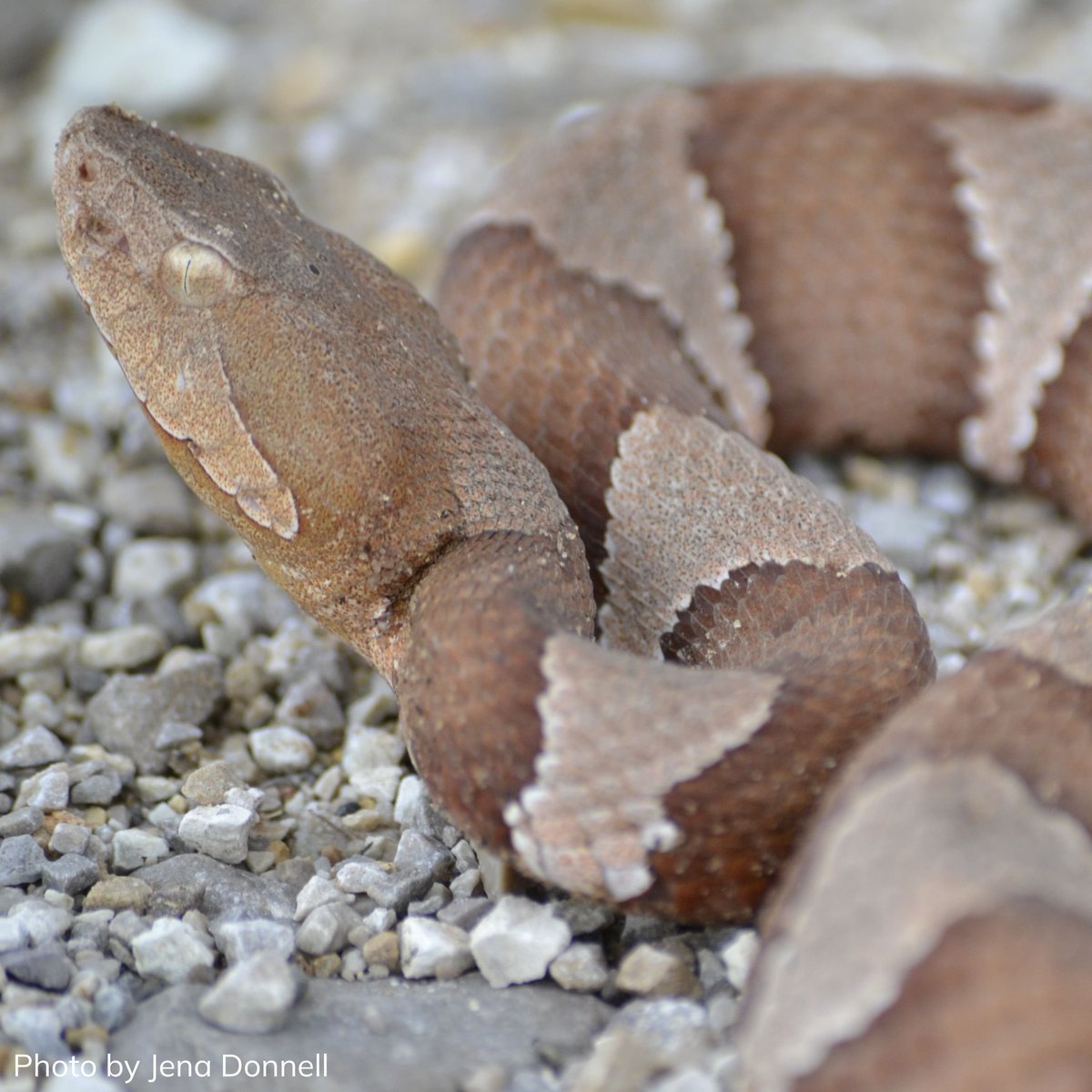 Oklahoma Department of Wildlife Conservation on Twitter "We have dos