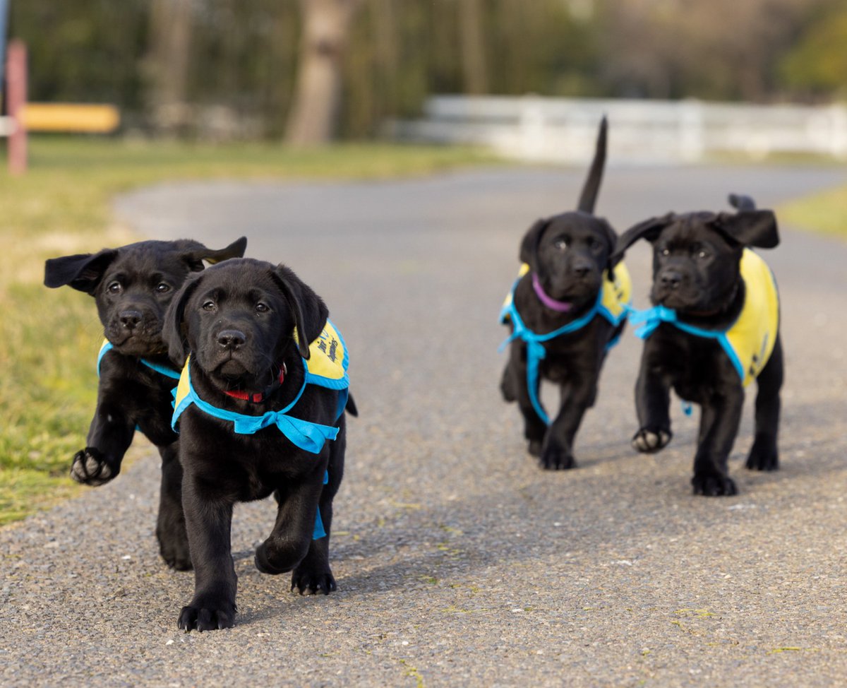 🚨 PUPPY ALERT! We are turning on our LIVE #PUPPYCAM a day early! 😱 Later today, watch pups snuggle, snooze and snack: canine.org/puppy

The real paw-ty for #nationalpuppyday: Thursday, 3/23, from 6 a.m.- 9 p.m. PT 
#caninepuppymonth #caninepuppyday #puppy