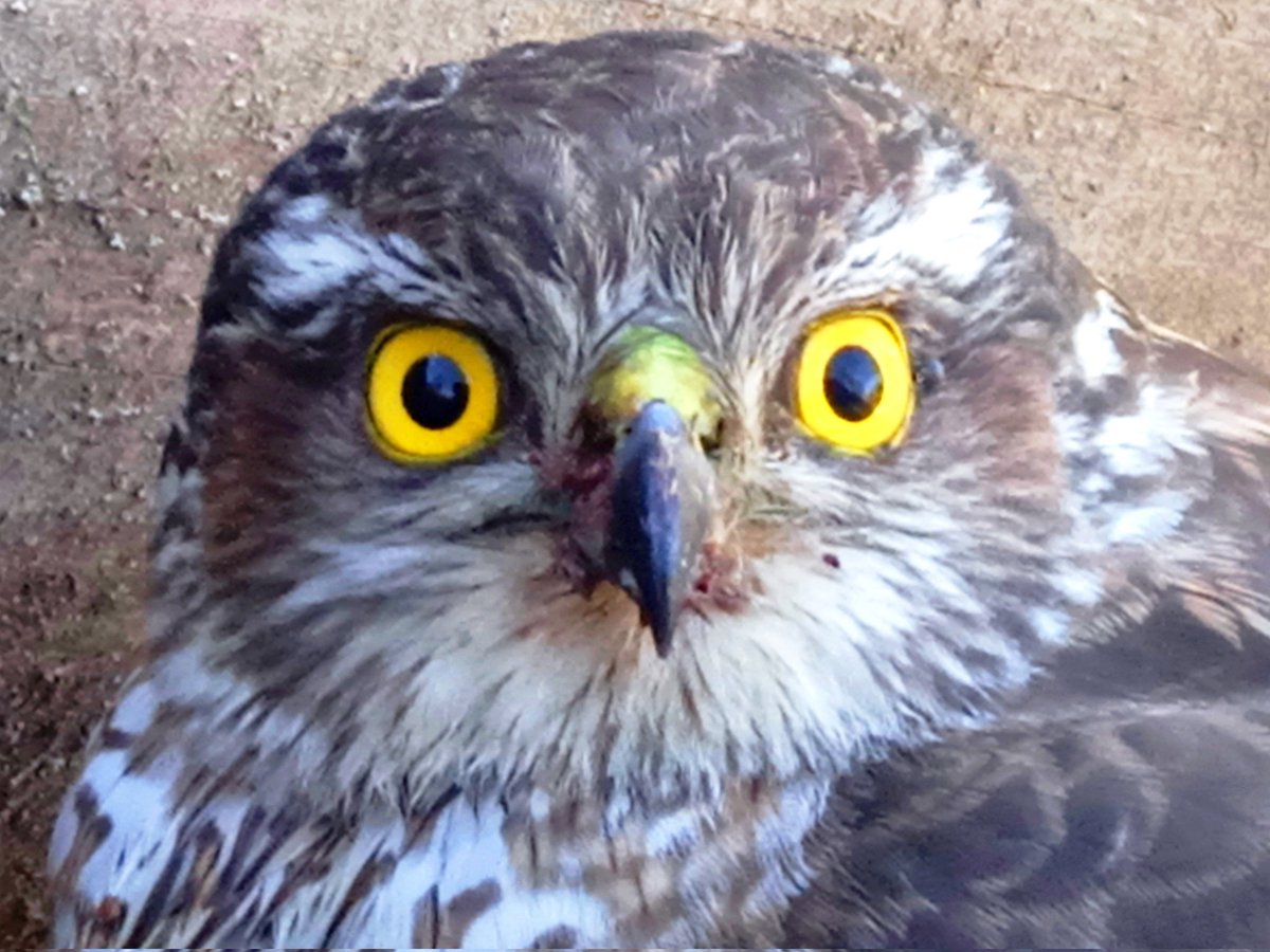 DanThΞMan Photography 📸 tweet media