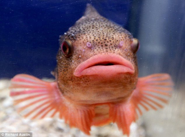 nakanotekeko's tweet image. Fish Lips #FishLips